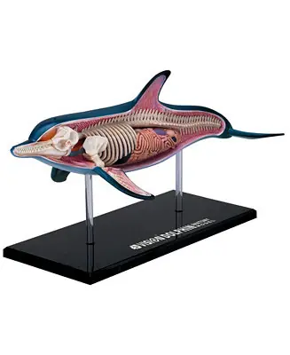 4D Vision Dolphin Anatomy Model One Day Deal